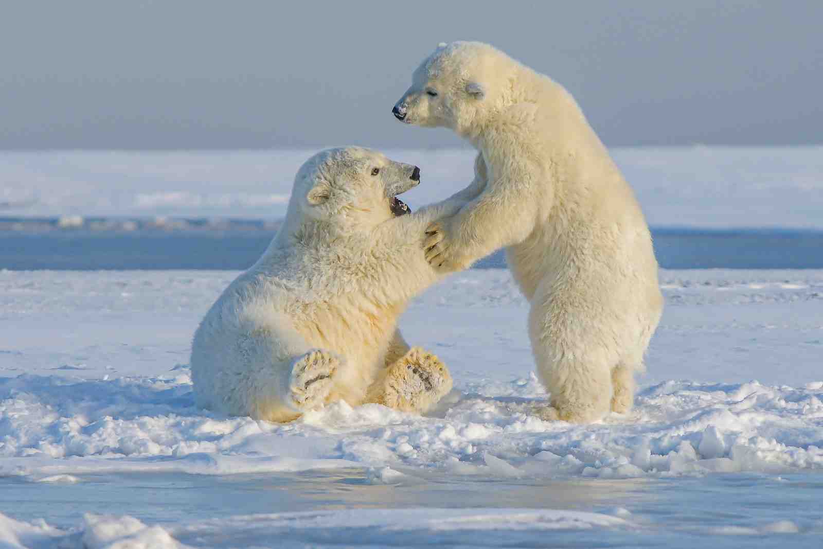 How to See Polar Bears in Churchill