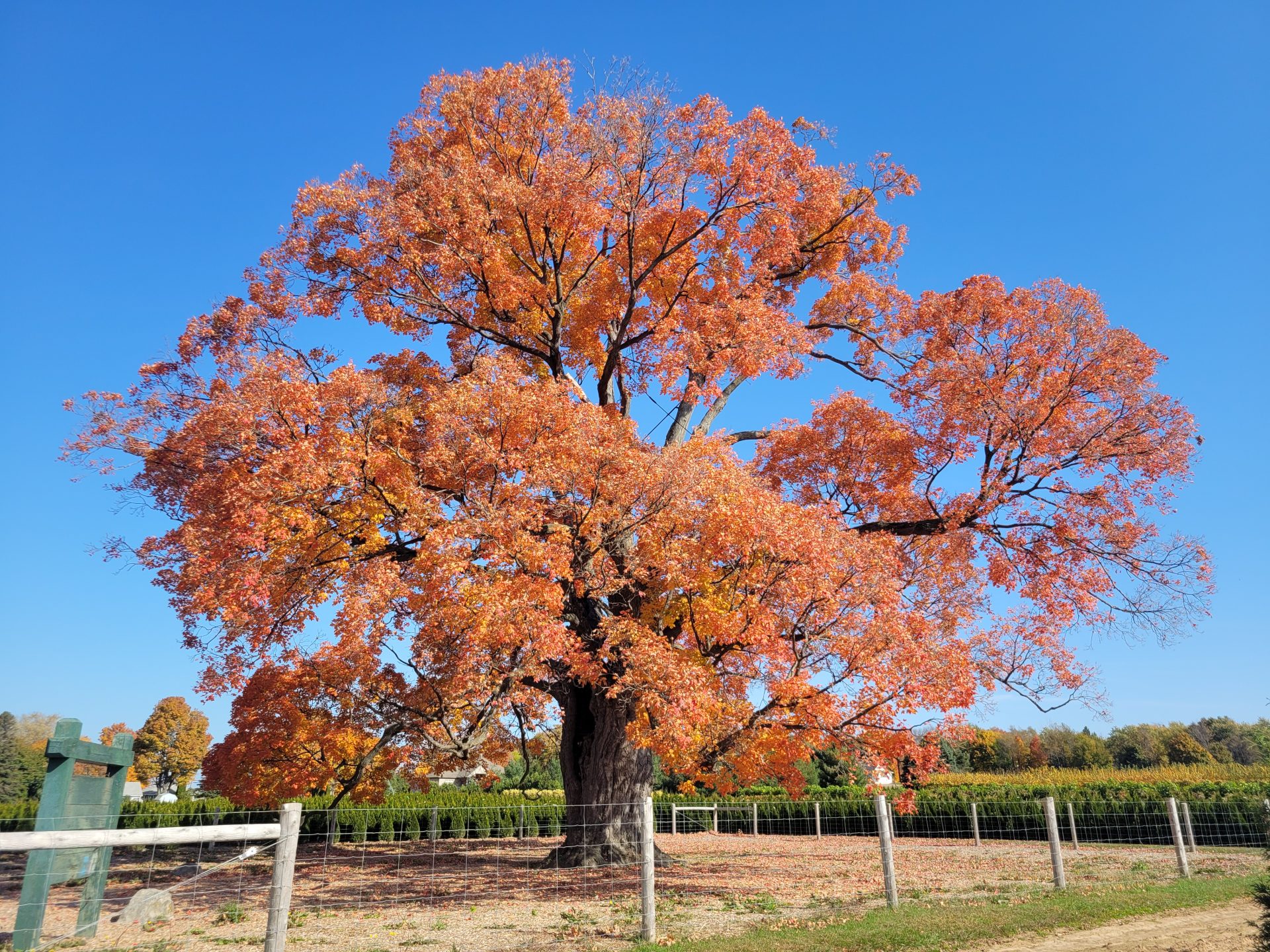 Discover The Charm Of Pelham, Ontario